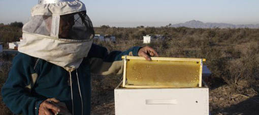 Inédito: en San Juan buscan producir miel a partir de mosto Inédito: en San Juan buscan producir miel a partir de mosto