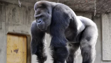 Todo un sex symbol Todo un sex symbol