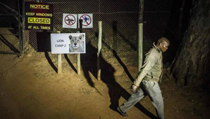 Le quiso sacar fotos a un león en un safari y el animal la mató Le quiso sacar fotos a un león en un safari y el animal la mató