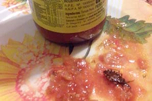 Abrió una botella de salsa y encontró una vinchuca Abrió una botella de salsa y encontró una vinchuca