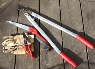 Poda de rosales Poda de rosales