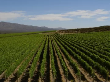 Cambios en la macroeconomía traerá más inversiones en vides Cambios en la macroeconomía traerá más inversiones en vides