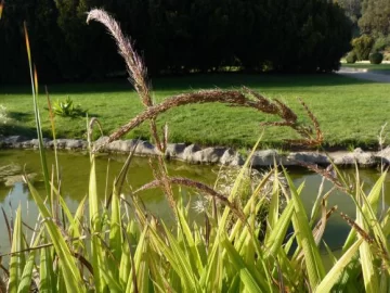 Setaria poiretiana Setaria poiretiana