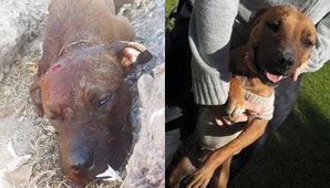 Martina zafó de una muerte segura y ahora busca una familia Martina zafó de una muerte segura y ahora busca una familia