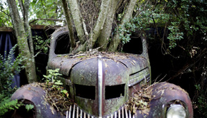 Un bosque de autos Un bosque de autos