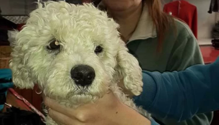 Comprar perros para buscar a sus dueños, una tendencia Comprar perros para buscar a sus dueños, una tendencia