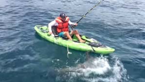 ¡Cuidado el tiburón! ¡Cuidado el tiburón!