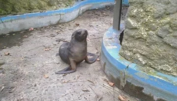 Encontró un lobo marino y lo llevó en remís al zoológico Encontró un lobo marino y lo llevó en remís al zoológico