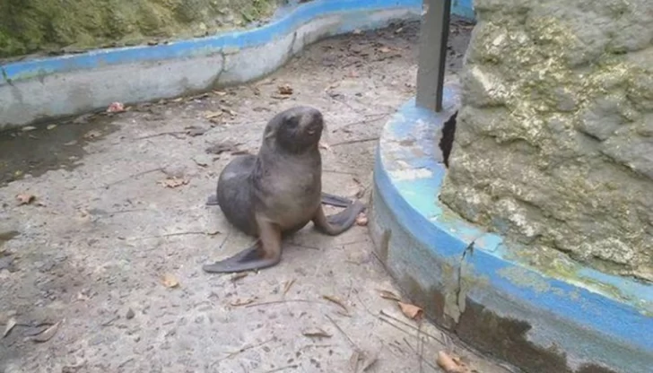 Encontró un lobo marino y lo llevó en remís al zoológico Encontró un lobo marino y lo llevó en remís al zoológico