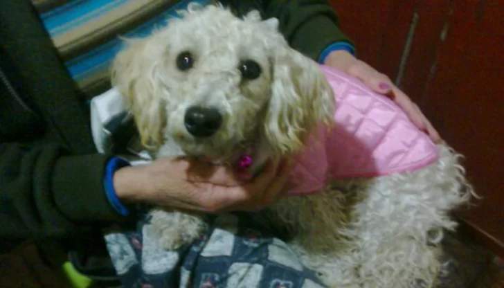 Le ofrecieron una perra que cree que es robada y la compró: ahora busca a los dueños Le ofrecieron una perra que cree que es robada y la compró: ahora busca a los dueños