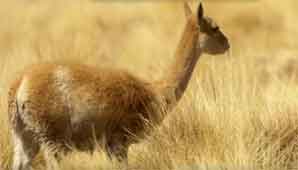 San Guillermo, en todo su esplendor San Guillermo, en todo su esplendor