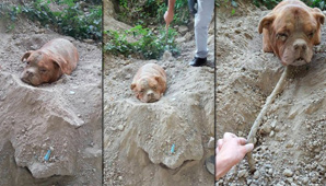 Rescatan a un perro que había sido enterrado hasta el cuello Rescatan a un perro que había sido enterrado hasta el cuello