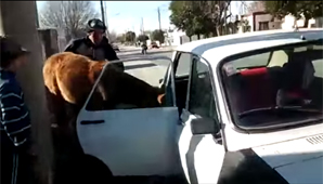 Se le perdió el caballo, lo encontró y se lo llevó dentro del un Renaul 12 Se le perdió el caballo, lo encontró y se lo llevó dentro del un Renaul 12