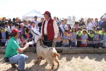 Peinado de cabras por su fibra Peinado de cabras por su fibra