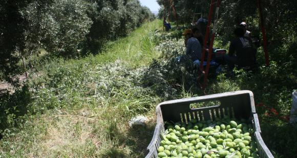 Olivícolas celebran una cosecha récord Olivícolas celebran una cosecha récord