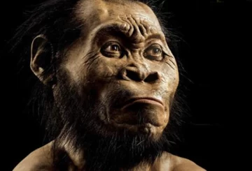 Un nuevo ancestro humano que enterraba sus muertos Un nuevo ancestro humano que enterraba sus muertos