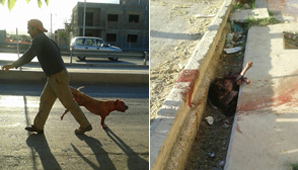 Un pitbull mató a otro perro y desató una vez más la polémica Un pitbull mató a otro perro y desató una vez más la polémica