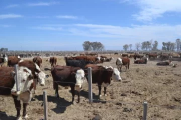 Un feedlot se reactiva en Angaco Un feedlot se reactiva en Angaco