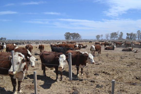 Un feedlot se reactiva en Angaco Un feedlot se reactiva en Angaco