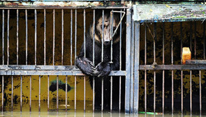 Osos enjaulados en un zoo murieron tras una inundación Osos enjaulados en un zoo murieron tras una inundación