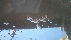 Denuncian que salen aguas servidas de sumideros de varias viviendas en Concepción Denuncian que salen aguas servidas de sumideros de varias viviendas en Concepción