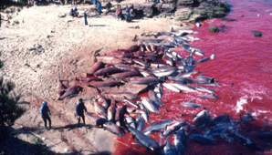 Japón volvió a autorizar las matanzas de delfines Japón volvió a autorizar las matanzas de delfines