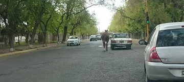 Indignación por un automovilista que llevaba tirando un caballo en Capital Indignación por un automovilista que llevaba tirando un caballo en Capital