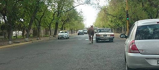 Indignación por un automovilista que llevaba tirando un caballo en Capital Indignación por un automovilista que llevaba tirando un caballo en Capital