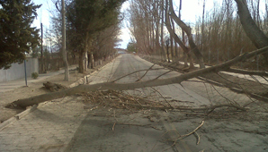 Caída de árboles y postes de luz en Rodeo por el Zonda Caída de árboles y postes de luz en Rodeo por el Zonda