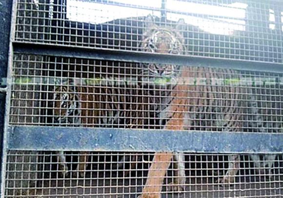 Rescatan a nueve tigres de Bengala Rescatan a nueve tigres de Bengala