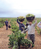 España, una vendimia con precios muy bajos España, una vendimia con precios muy bajos