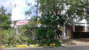 Error de cálculo: un camión arrancó una rama y causó un caos Error de cálculo: un camión arrancó una rama y causó un caos