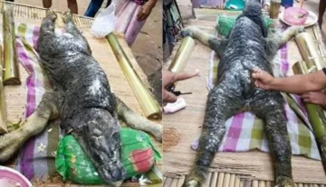 Hallazgo estremecedor Hallazgo estremecedor