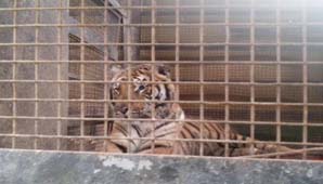 Ya no quedan circos con animales en el país Ya no quedan circos con animales en el país