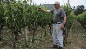 En Mendoza evalúan los graves daños de la última granizada En Mendoza evalúan los graves daños de la última granizada