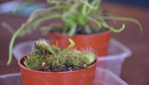 Plantas carnívoras, una rareza que compran los sanjuaninos Plantas carnívoras, una rareza que compran los sanjuaninos