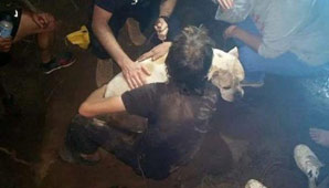 Emotivo rescate de un perro atrapado tres días bajo tierra Emotivo rescate de un perro atrapado tres días bajo tierra