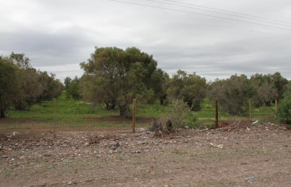 Buscan expropiar 28 ha para la Ciudad Deportiva Buscan expropiar 28 ha para la Ciudad Deportiva