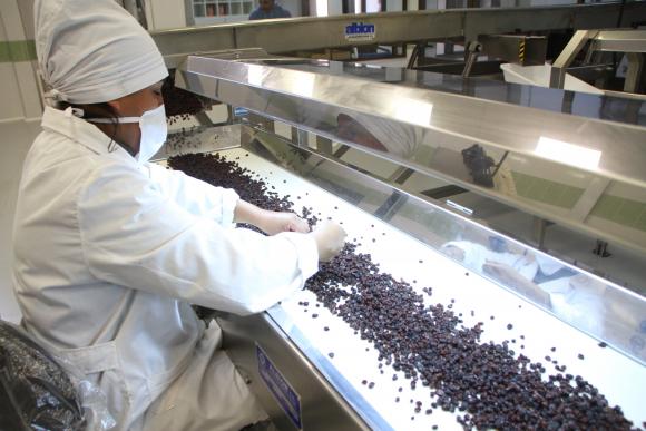 Paseros esperan con stock una mejora de precios para exportar Paseros esperan con stock una mejora de precios para exportar