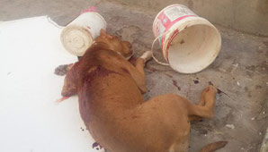 Por defender a su perro, apuñaló a un pitbull y encendió la polémica Por defender a su perro, apuñaló a un pitbull y encendió la polémica