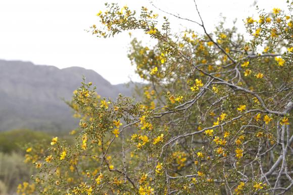 Autóctonas en su esplendor Autóctonas en su esplendor