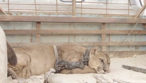 Conmovedor rescate de un puma que fue liberado de un circo Conmovedor rescate de un puma que fue liberado de un circo
