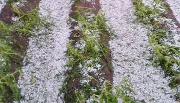 Granizo en Buenos Aires y pérdidas totales en Córdoba Granizo en Buenos Aires y pérdidas totales en Córdoba