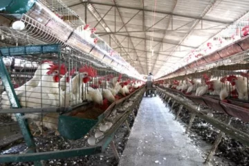 En Río Ceballos transformarán residuos de pollos en energía En Río Ceballos transformarán residuos de pollos en energía