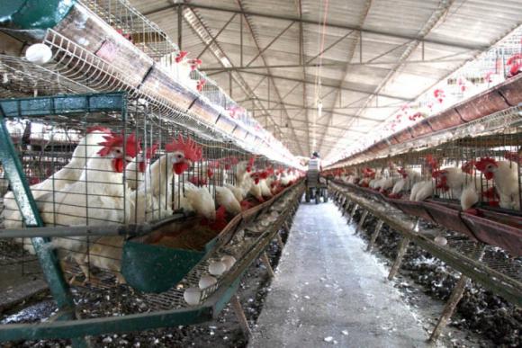 En Río Ceballos transformarán residuos de pollos en energía En Río Ceballos transformarán residuos de pollos en energía