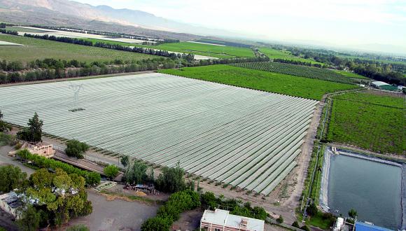 Retraso en cosecha y menos racimos para la uva de mesa Retraso en cosecha y menos racimos para la uva de mesa