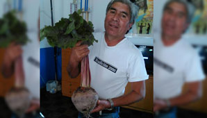 Cosechan un ‘beterabón’ en una finca de Jáchal Cosechan un ‘beterabón’ en una finca de Jáchal