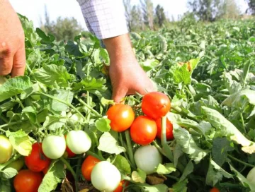 Tomateros ya invierten con el cobro a la empresa Alco Tomateros ya invierten con el cobro a la empresa Alco