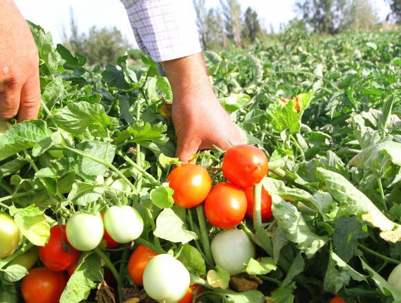 Tomateros ya invierten con el cobro a la empresa Alco Tomateros ya invierten con el cobro a la empresa Alco