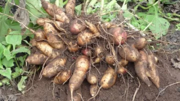 Planta milenaria contra la obesidad Planta milenaria contra la obesidad
